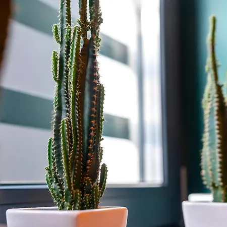 شقة فندقية Kaktus Chill & Sleeping - 50 M Od Rynku 3*