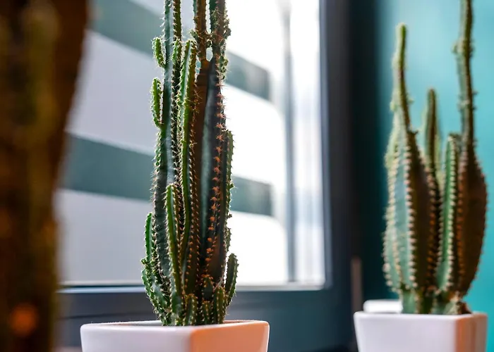 شقة فندقية Kaktus Chill & Sleeping - 50 M Od Rynku 3*